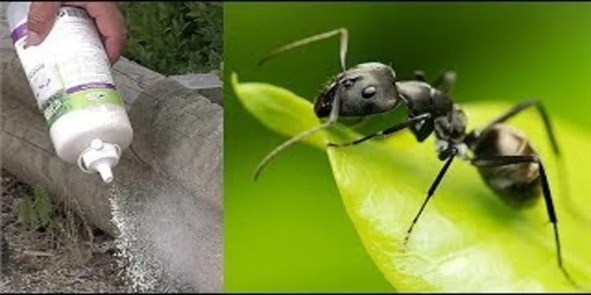 Comment éradiquez efficacement les fourmis de velours de votre jardin