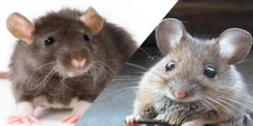 Comment savoir si vous avez des rats ou des souris