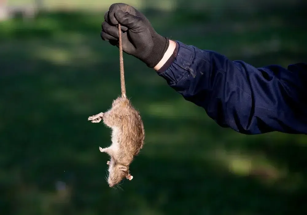 un homme attrape une souris