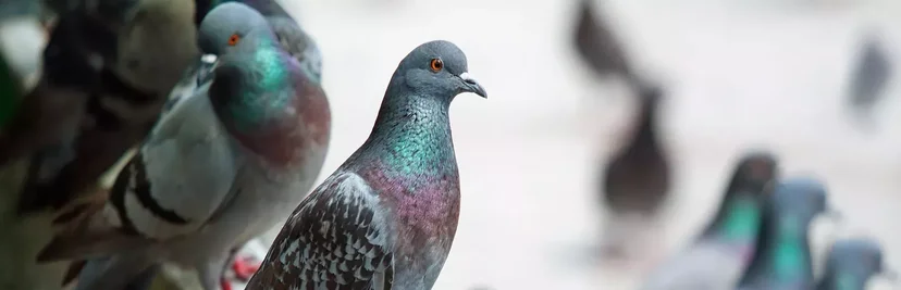 image des pigeons