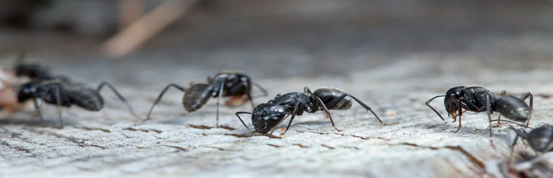 une colonie de fourmis