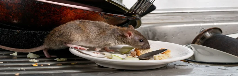 une souris dans une assiette