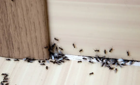 les fourmis dans une maison