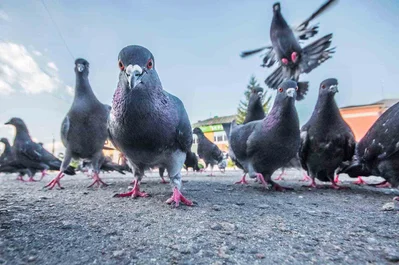 traitement contre les pigeons