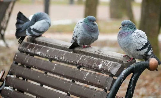 des fienter des pigeons