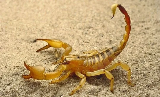 un scorpion en plein air