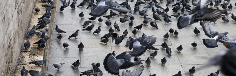 une colonies de pigeons